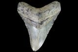 Fossil Megalodon Tooth - North Carolina #91338-1